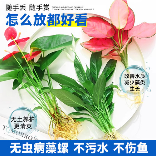 水培植物室内好养绿植鱼缸水草和鱼共养绿萝富贵竹铜钱草造景专用 - 图1