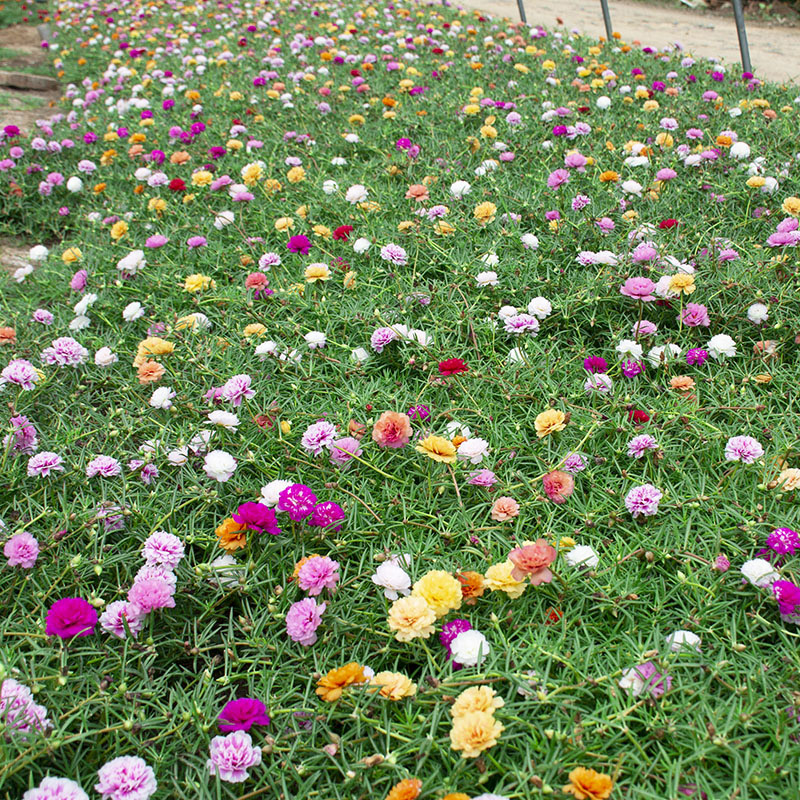 重瓣太阳花盆栽苗宿根带根带花苞四季开花植物室内室外好养花卉-图2