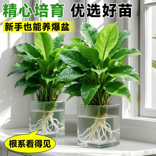 水培大叶金钻绿植绿公主盆栽带花苞室内纯水养植物办公室桌面花卉 - 图3