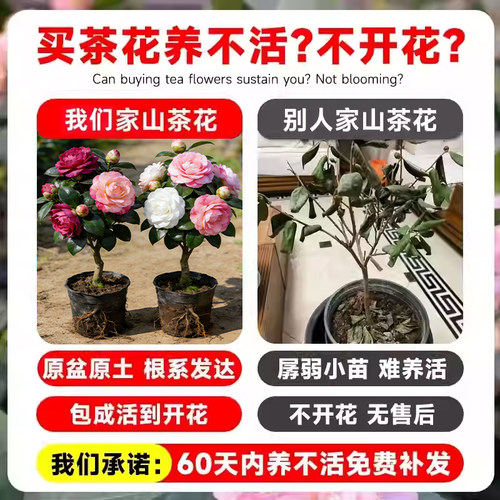 茶花树苗四季香妃开花卉盆栽易活山茶花带花苞特大号庭院耐寒耐冬 - 图0