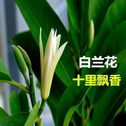 白兰花盆栽玉兰花树苗带花苞黄兰室内庭院浓香型花卉四季开花植物