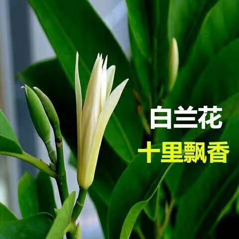 白兰花盆栽玉兰花树苗带花苞黄兰室内庭院浓香型花卉四季开花植物 - 图0