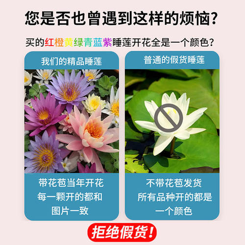 睡莲水培植物四季水养荷花水莲花盆栽花卉水池塘大睡莲根块带花苞 - 图1