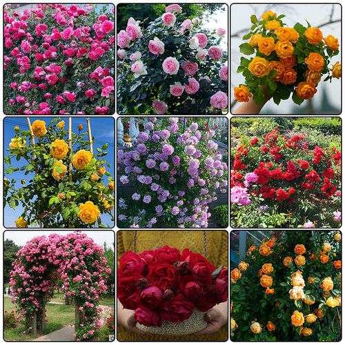 蔷薇花苗爬藤四季开花庭院藤本月季花苗大花爬墙植物花卉盆栽玫瑰 - 图3