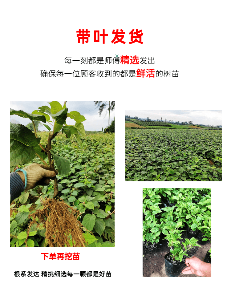  爱你一万年果树