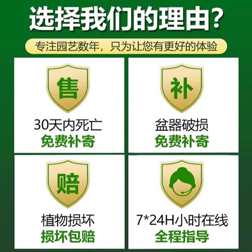 彩叶芋盆栽水培植物室内好养粉色飞溅海芋竹芋类彩色花卉绿植大全 - 图3