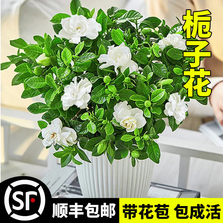  爱你一万年绿植