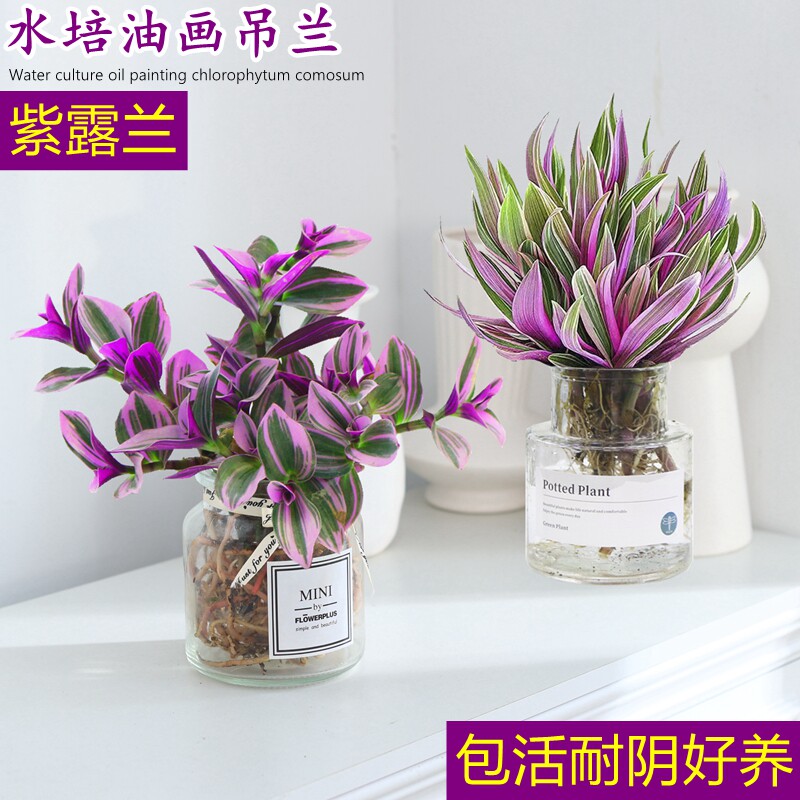  爱你一万年绿植