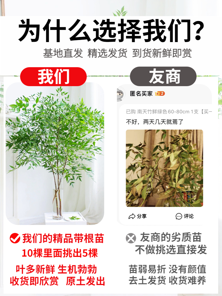 南天竹盆栽水培绿植物火焰红水养室内花卉蓝天竹吊钟马醉木南天竺 - 图0