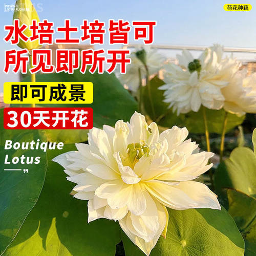 荷花种藕盆栽观赏水养莲花缸栽莲藕根苗池塘碗莲睡莲花卉水生植物 - 图2