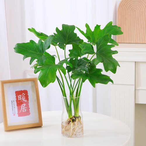 水培植物春羽盆栽蔓绿绒室内龟背竹春雨绿植常青绿萝好养办公桌面 - 图1