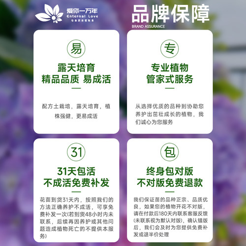 绣球花苗四季盆栽无尽夏小苗庭院开花办公室内花卉绿植物好养易活 - 图3