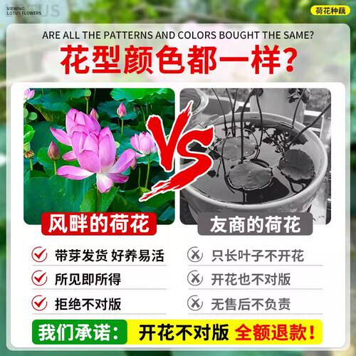荷花种藕盆栽观赏水养莲花缸栽莲藕根苗池塘碗莲睡莲花卉水生植物 - 图0