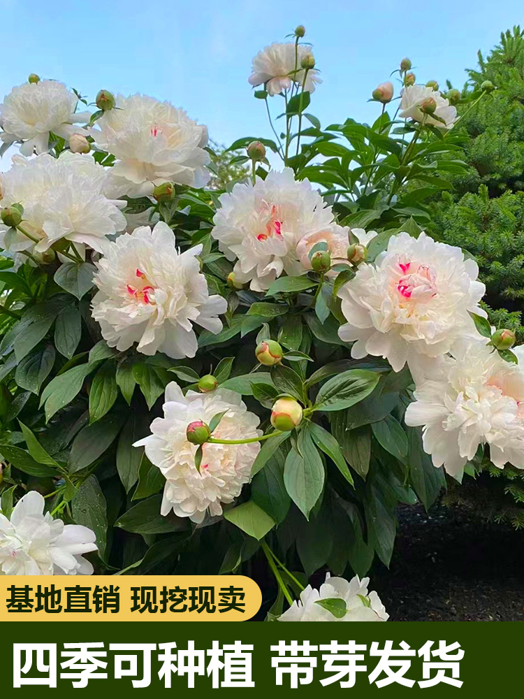 芍药花苗根块四季开花易活多年生带芽根块重瓣花卉阳台庭院种植。