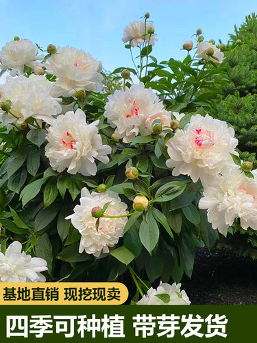 芍药花苗根块四季开花易活多年生带芽根块重瓣花卉阳台庭院种植。 - 图1