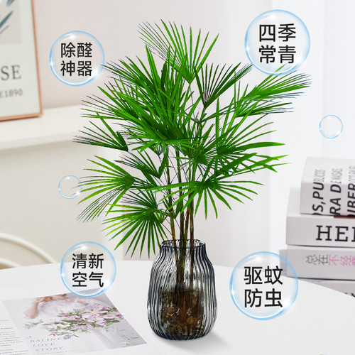 富贵竹水培植物室内好养客厅大型招财旺宅金山棕竹盆栽水竹子绿植 - 图3
