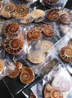 天然螺菊石切片螺化石标本对开螺矿物原石摆件