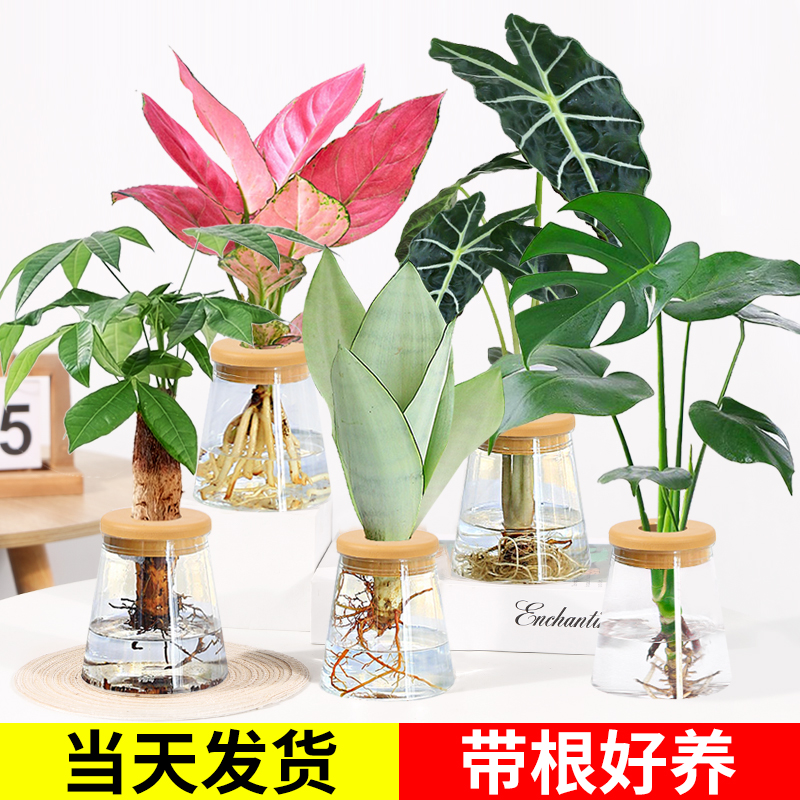 水培植物办公室内桌面花卉绿植盆栽绿萝吊兰发财树文竹好养吸甲醛 - 图0