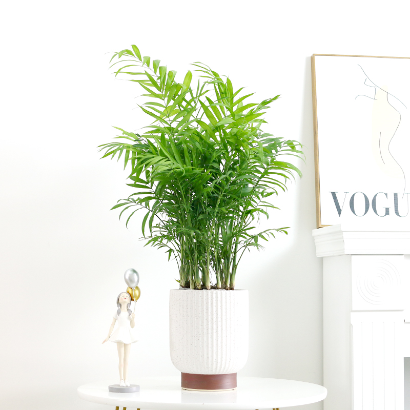 袖珍椰子盆栽室内客厅办公室桌面绿植四季好养观叶植物净化空气-图0