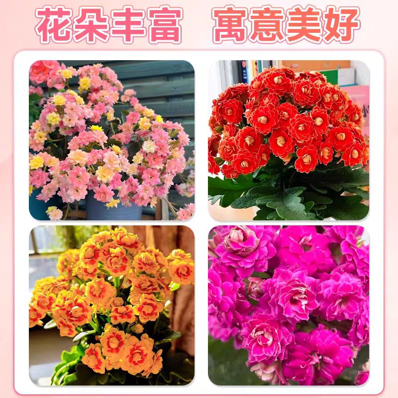 长寿花盆栽重瓣金狐狸大花带花苞花苗四季室内开花好养的花卉植物