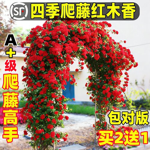 四季红木香花苗爬藤植物耐寒好养浓香黄木香花庭院无刺蔷薇花卉 - 图2