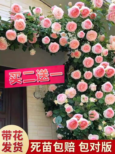 蔷薇花苗爬藤开花藤本月季特大庭院爬藤植物阳台花卉四季玫瑰盆栽 - 图1