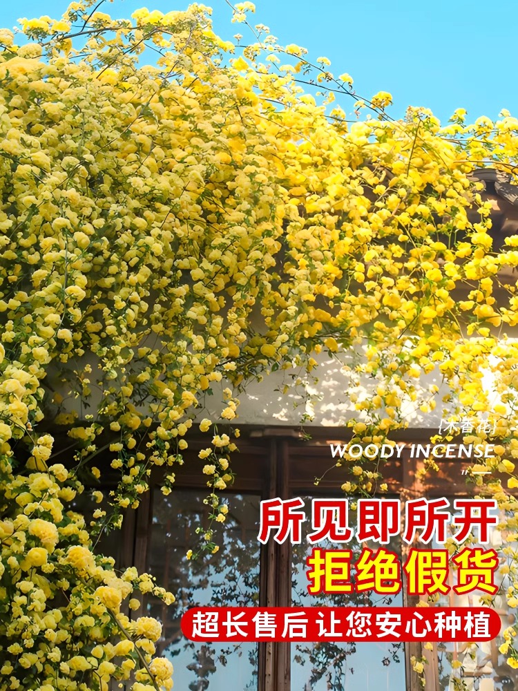 黄木香花苗爬藤植物花卉重瓣白木香树苗蔷薇阳台庭院四季开花盆栽 - 图1