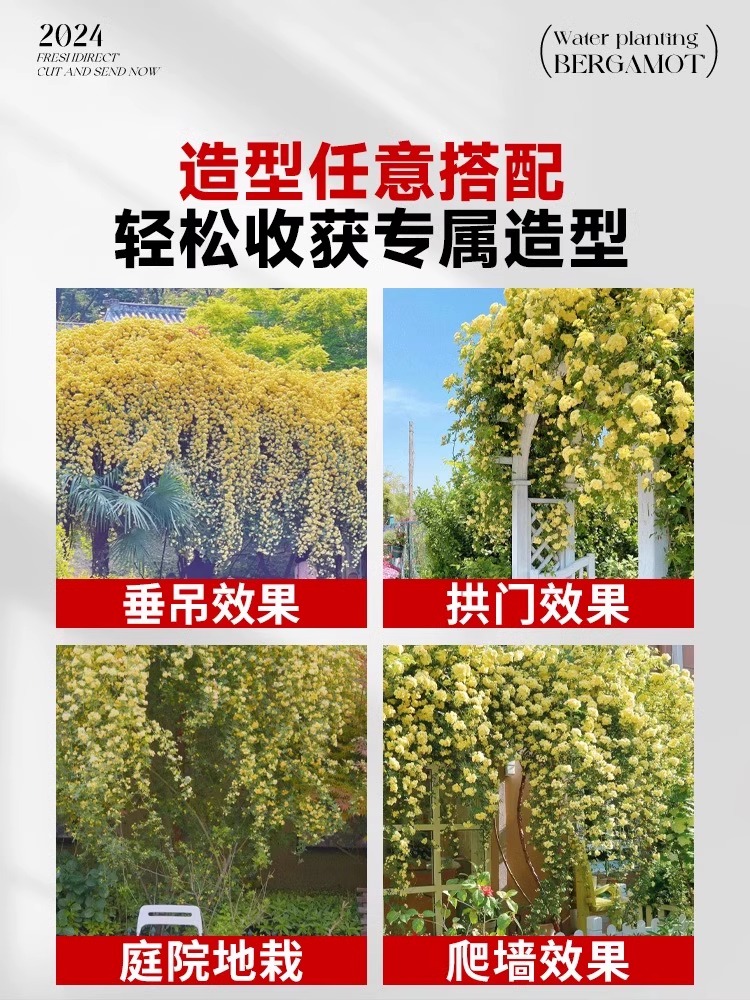 黄木香花苗爬藤植物花卉重瓣白木香树苗蔷薇阳台庭院四季开花盆栽 - 图3