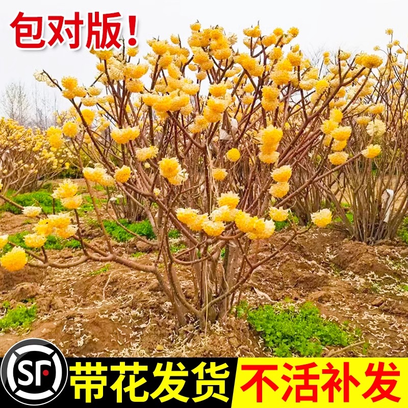 结香花树苗盆栽庭院风景别墅园林绿化耐寒植物四季梦花大苗木花卉-图3