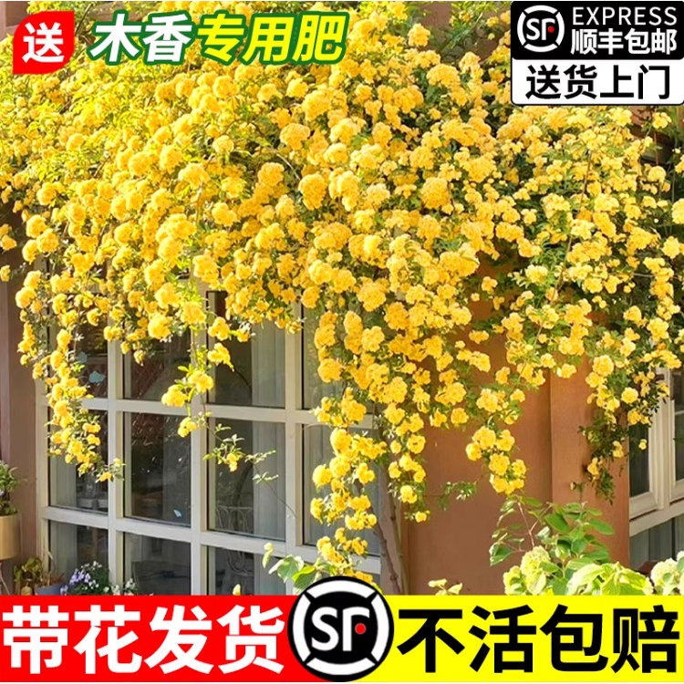 黄木香花苗爬藤植物重瓣红白木香树苗老桩阳台庭院四季盆栽开花卉 - 图0