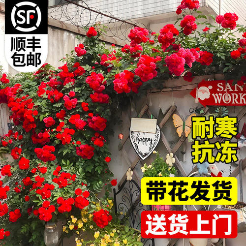 四季红木香花苗爬藤植物耐寒好养浓香黄木香花庭院无刺蔷薇花卉 - 图1