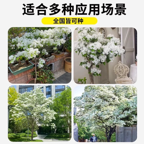 流苏树苗四月雪盆栽室外庭院地栽梦幻流苏花苗油根子绿化风景大树 - 图2