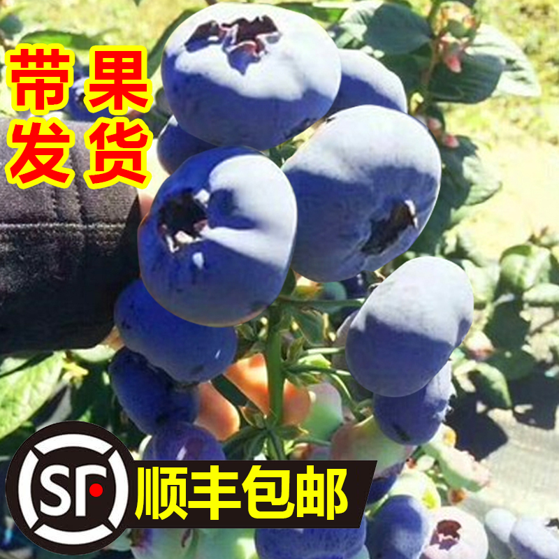 蓝莓树果苗盆栽南方阳台带果种植北方庭院耐寒地栽果树兔眼蓝莓苗 - 图1