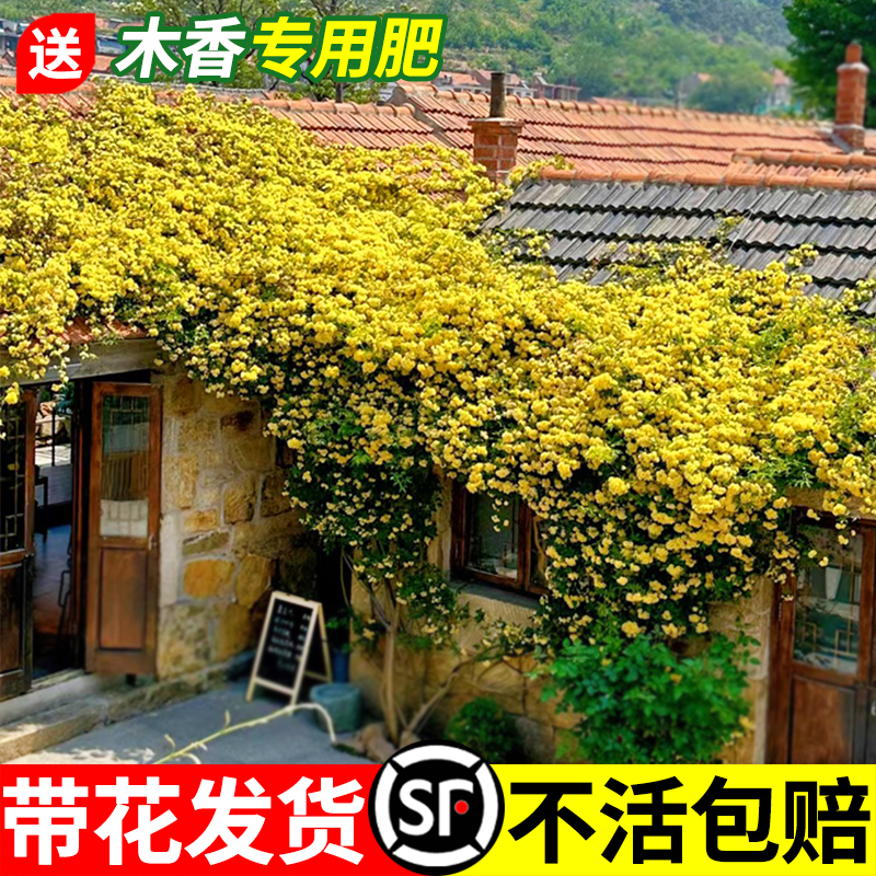 黄木香花苗爬藤植物重瓣红白木香树苗老桩阳台庭院四季盆栽开花卉 - 图2