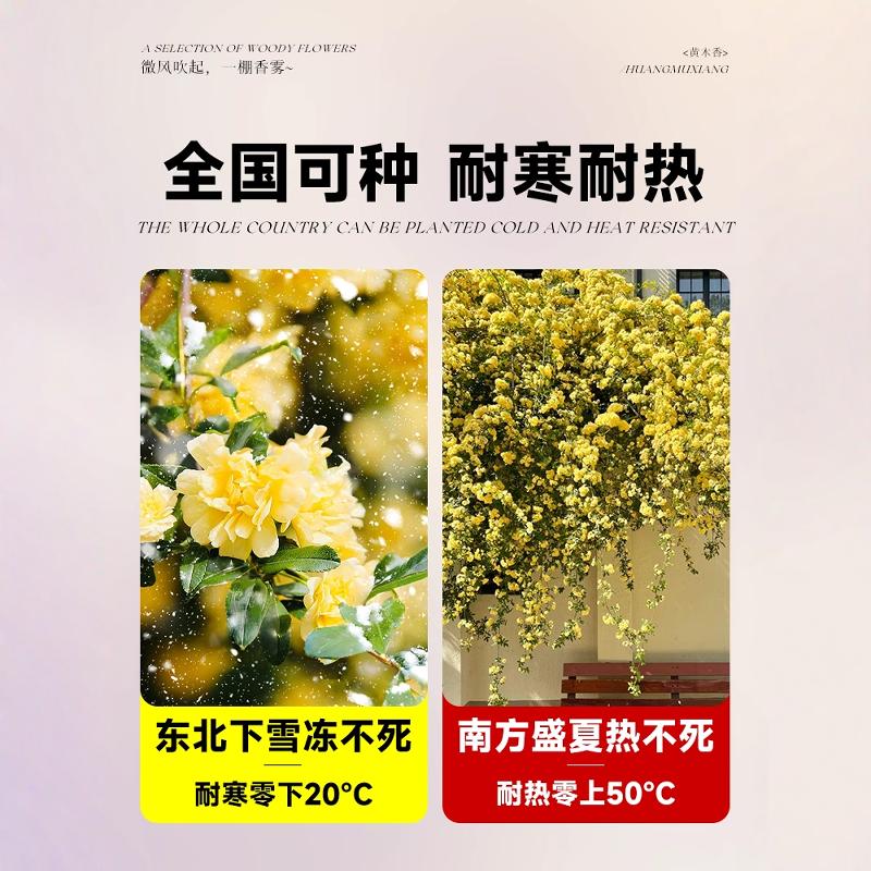 黄木香花苗爬藤植物重瓣红白木香树苗老桩阳台庭院四季盆栽开花卉 - 图3