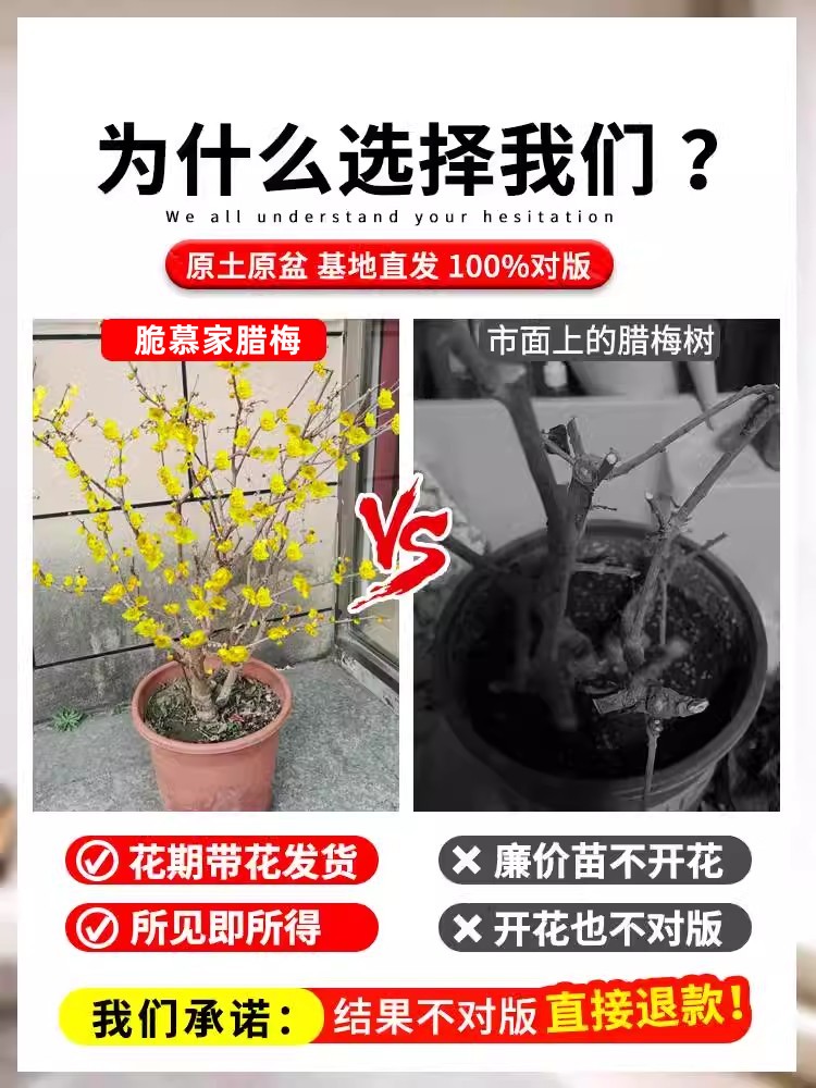 腊梅花树苗盆栽浓香型室内四季耐寒花卉阳台易活老桩盆景素心蜡梅-图1