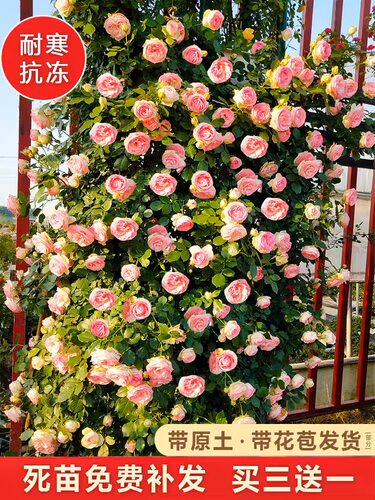 藤本月季大花浓香开花蔷薇花苗爬藤攀援植物庭院阳台四季玫瑰盆栽 - 图0