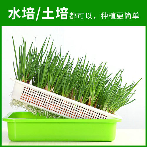 四季小香葱种子种头苗葱种孑小葱种籽红葱头红头阳台蔬菜盆栽火葱 - 图3