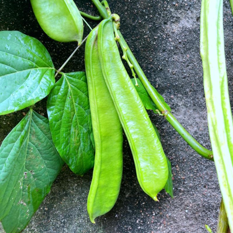 大刀豆种籽种子耐热四季蔬菜挟剑豆特长大刀豆角种籽霸王巨型种孑-图2