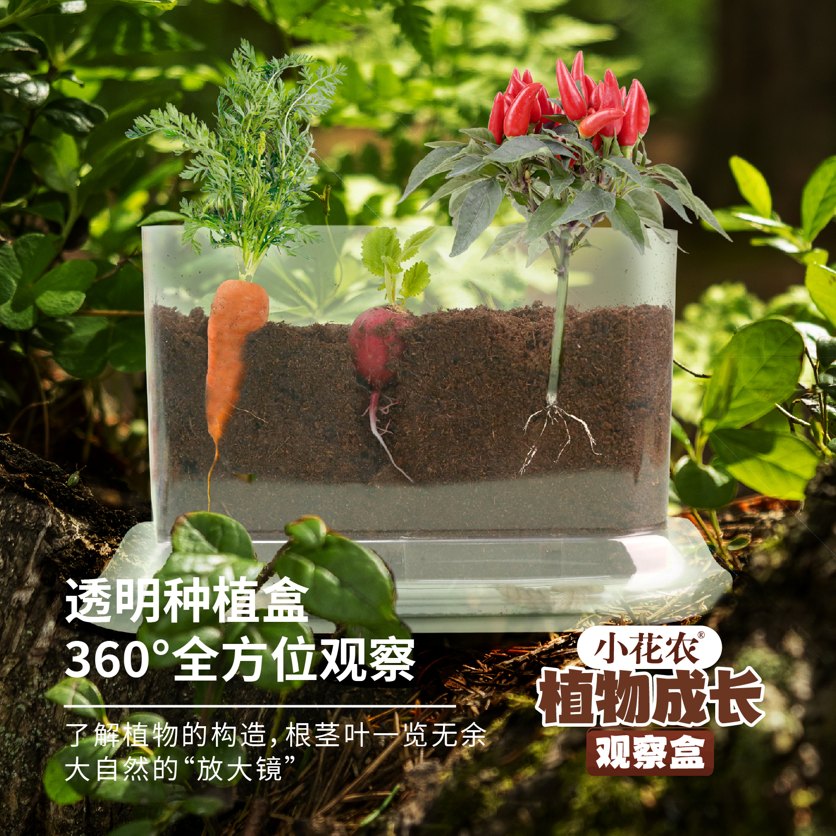 儿童种植小盆栽小农场发芽小植物小花农迷你小农场根系生长观察窗 - 图0