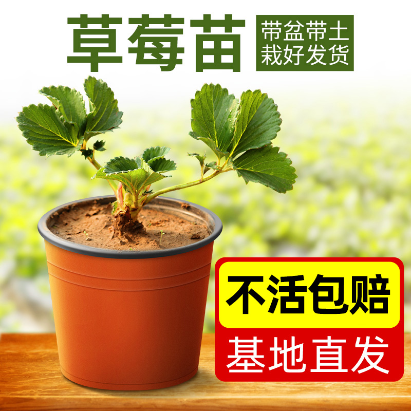 奶油草莓苗种植盆栽花盆多层种菜神器家庭阳台四季带土带盆食用秧-图0