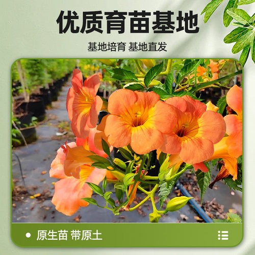 凌霄花爬藤大苗老桩盆栽耐寒阳台炮仗花紫藤爬藤植物绿植盆栽庭院 - 图2