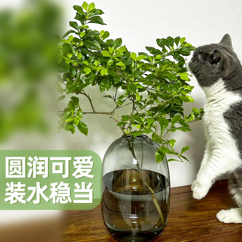 玻璃花瓶摆件客厅插花透明水养轻奢高级感水培鲜花大口径绿植卧室