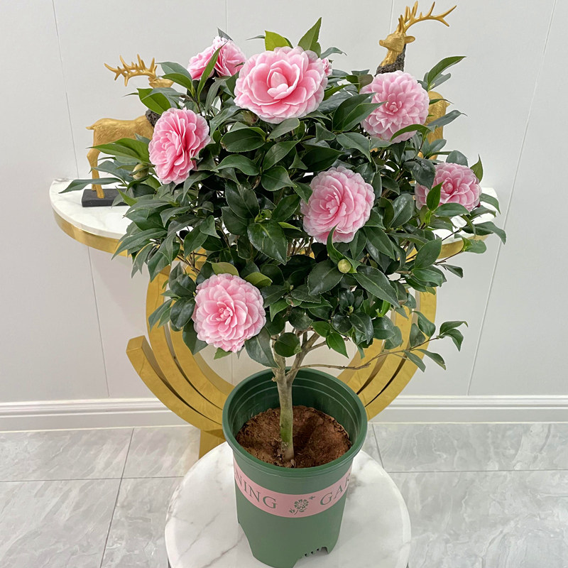 粉色系大型茶花品种粉丹又名品种苗 粉丹带花苞发货 花玲珑旗舰店 淘优券