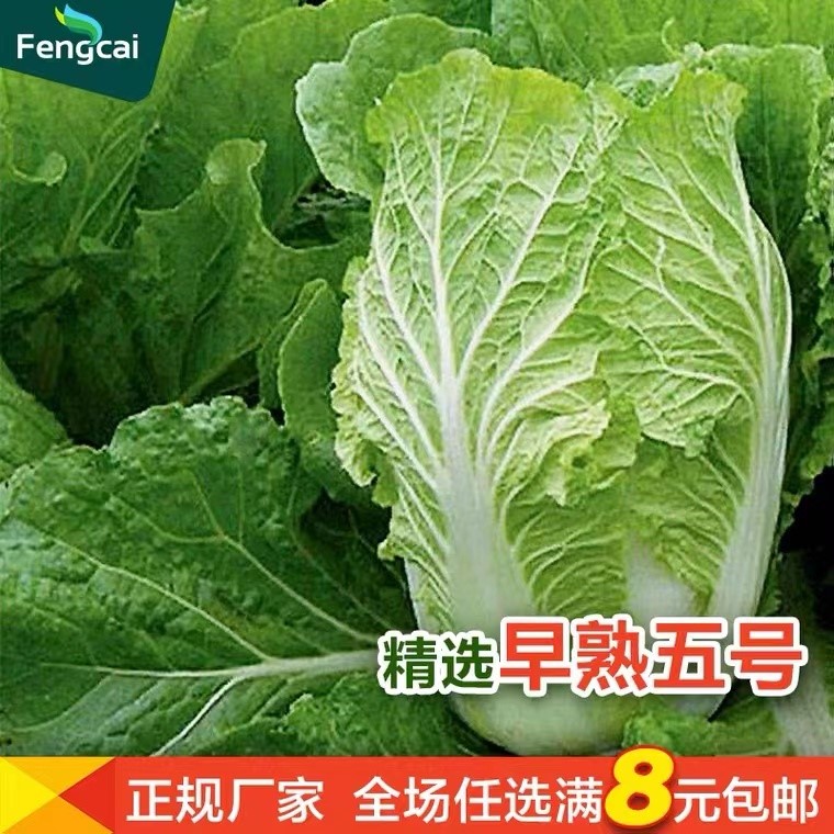 早熟五号奶油大白菜种 子莱籽家里夏季四季阳台种植的蔬菜种子孑