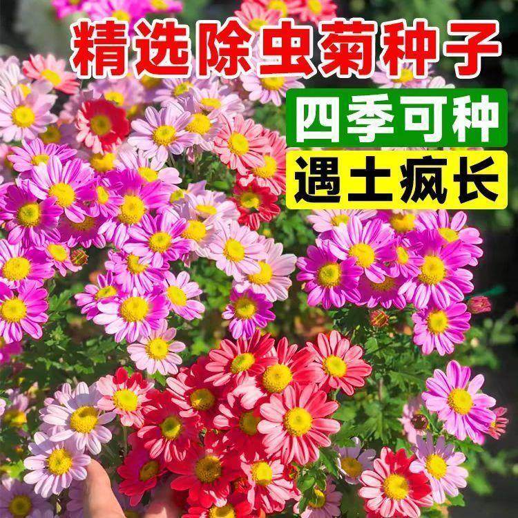 除虫菊花种籽子四季播种开花孑子易活多年生花驱蚊阳台盆栽室内外