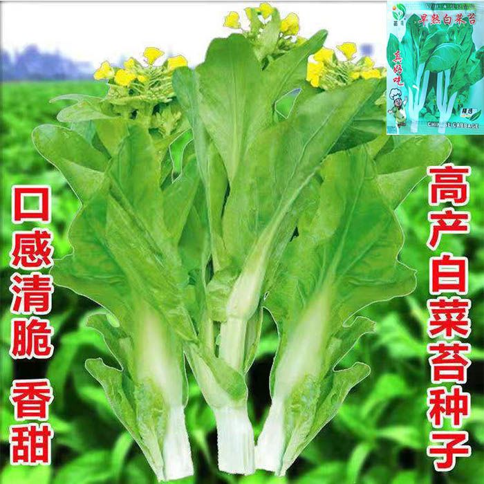 早熟白菜苔种籽白菜心种子香甜早白菜苔一年四季阳台庭院蔬菜菜种 - 图0