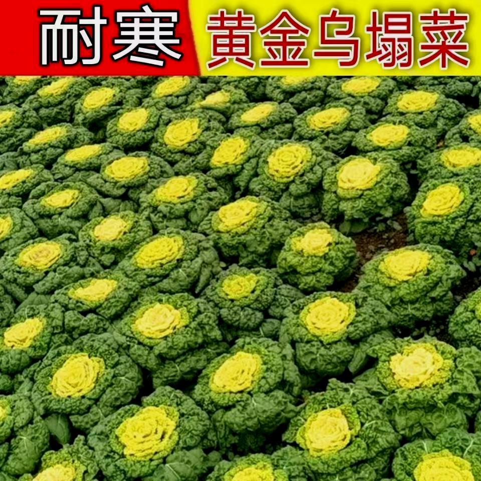 黄心乌塌菜种子耐寒黄心菜种籽菊花心菜籽种易种黄金乌蔬菜种子-图3