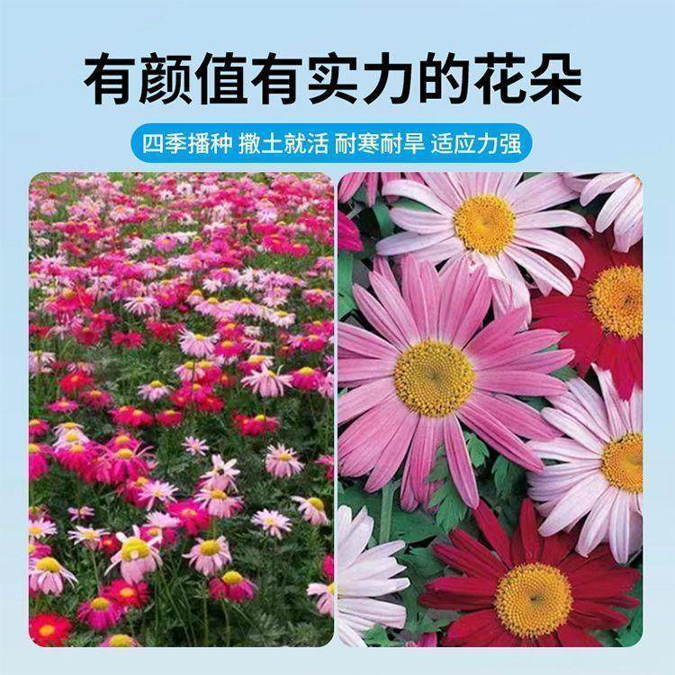 除虫菊花种籽子四季播种开花孑子易活多年生花驱蚊阳台盆栽室内外