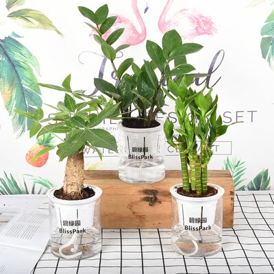 绿植发财树富贵竹绿萝文竹长寿花铜钱草盆栽水培植物室内盆栽植物 虎窝淘